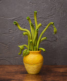 figma Sunflowers by Van Gogh