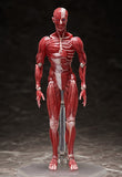 figma Human Anatomical Model
