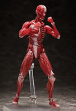 figma Human Anatomical Model