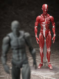 figma Human Anatomical Model